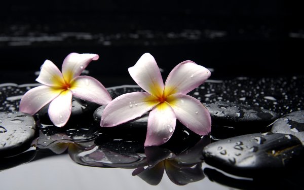Природа цветы