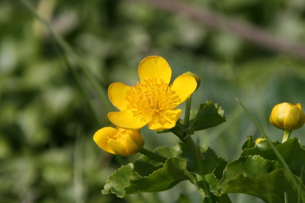 Лютик болотный ( Ranúnculus)