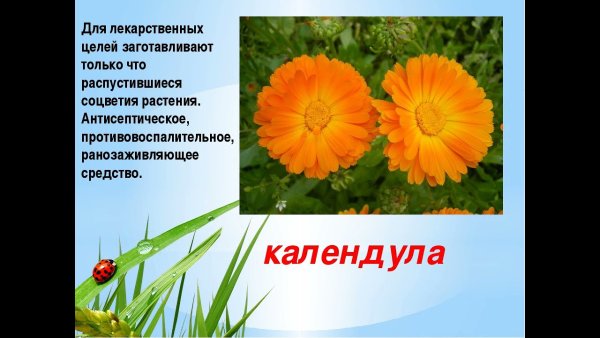 Лекарственные цветы для детей