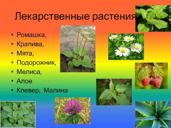 Лекарственные растения: Ромашка, подорожник, крапива