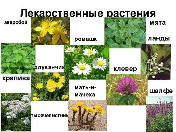Травы названия