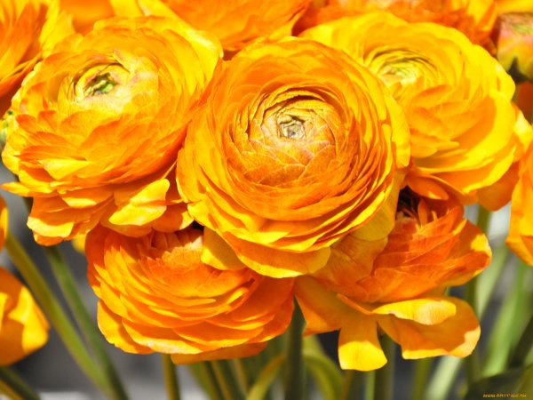 Ранункулюс жёлтый (Лютик азиатский Yellow)