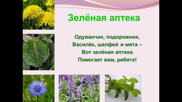 Зеленая аптека лекарственные растения