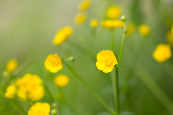 Ранункулюс оранж