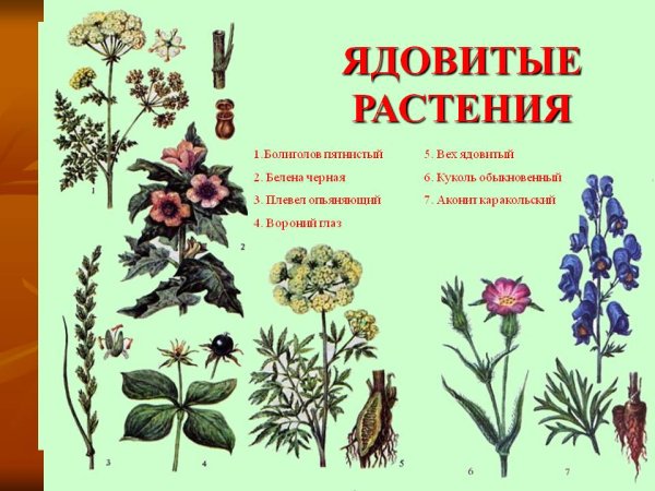 Ядовитые дикорастущие растения