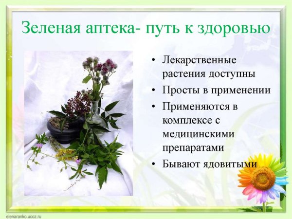 Презентация лечебные растения