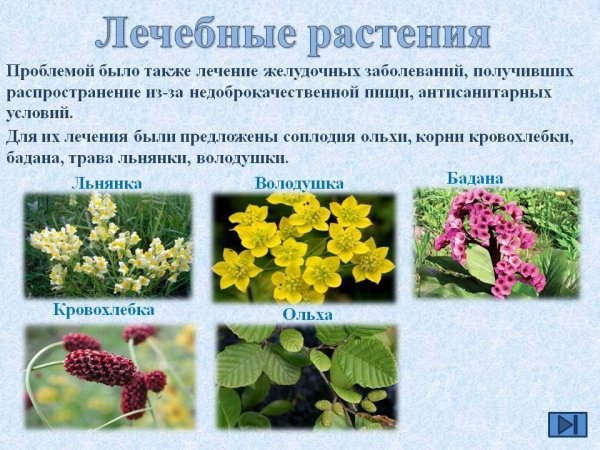 Полезные лекарственные растения