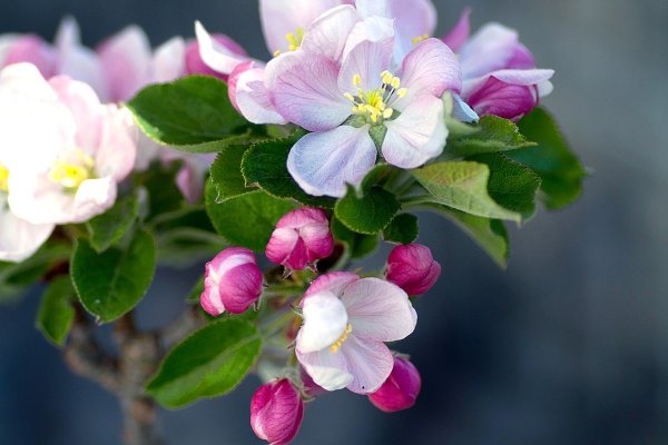 Яблоневый цвет Malus