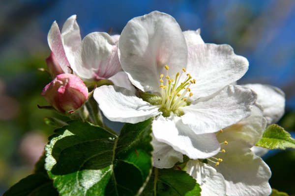 Яблоневый цвет (Apple Blossom)