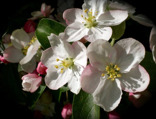 Яблоневый цвет (Apple Blossom)