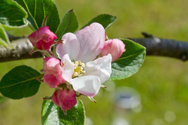 Яблоневый цвет (Apple Blossom)