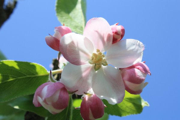 Яблоневый цвет (Apple Blossom)