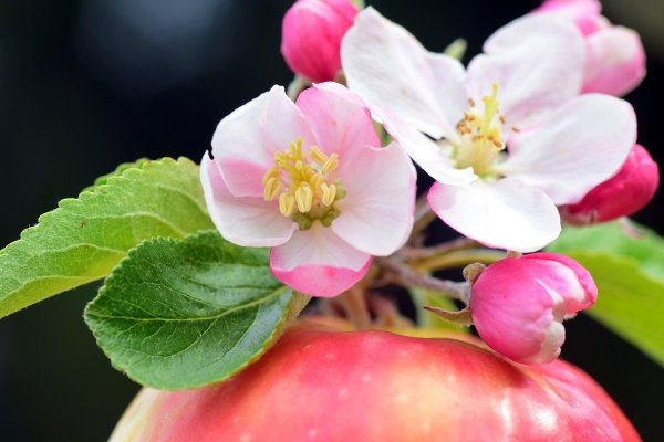 Эппл блоссом (Apple Blossom)