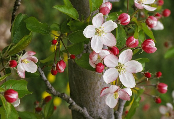 Malus цветы