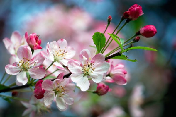 Malus цветы