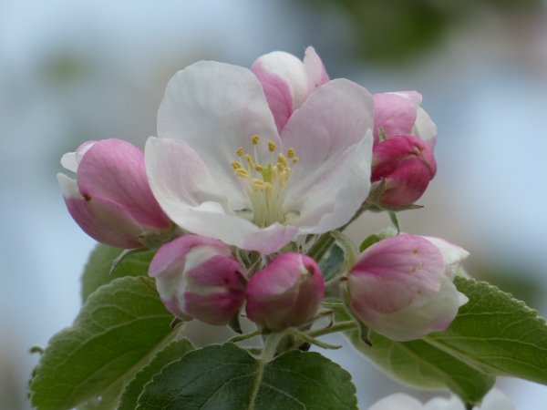 Blossom яблоня