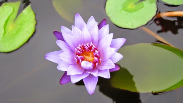 Цветок из бумаги раскрывается в воде