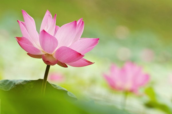 Кувшинка белая (Nymphaea Alba)