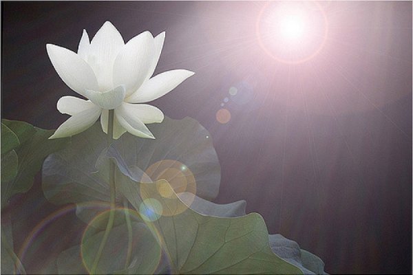 Стоковые фотографии по запросу Origami lotosu