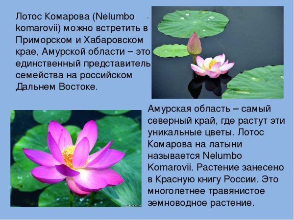 Лотос орехоносныи