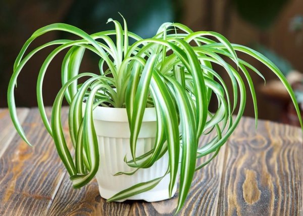 Хлорофитум хохлатый Chlorophytum comosum