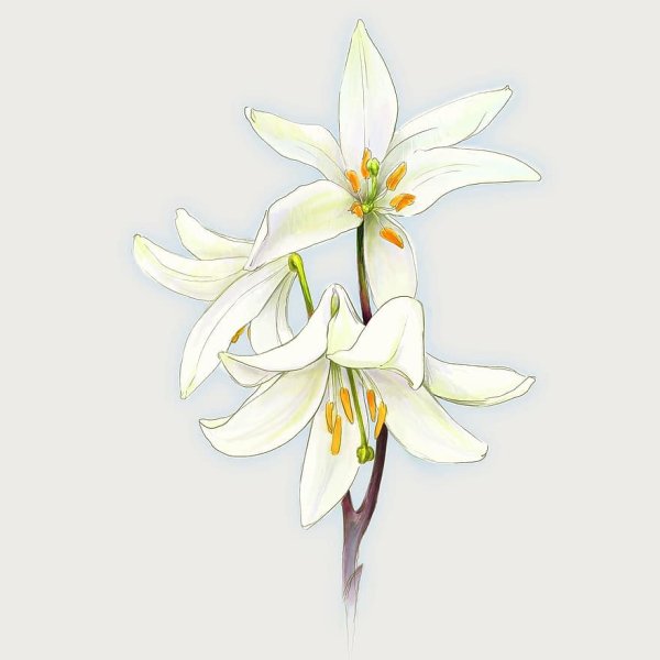 Лилия рисунок