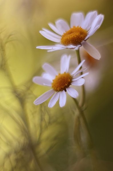 Две ромашки