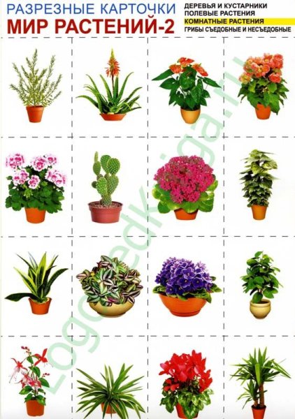 Разрезные картинки комнатные растения