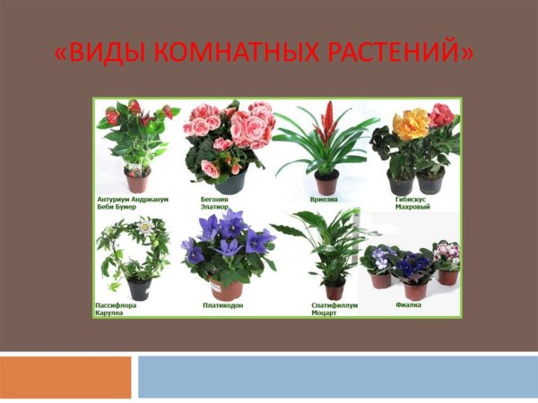 Комнатные растения для детей