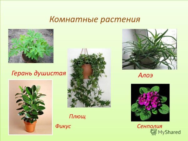Комнатные растения названия