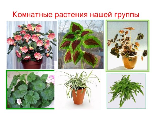 Комнатные растения для детей