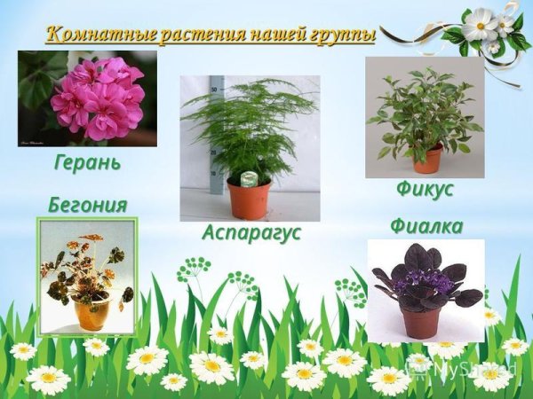 Комнатные растения в детском саду