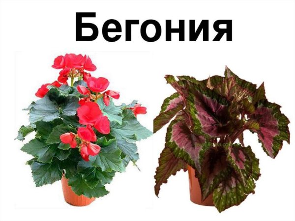 Название домашних цветов