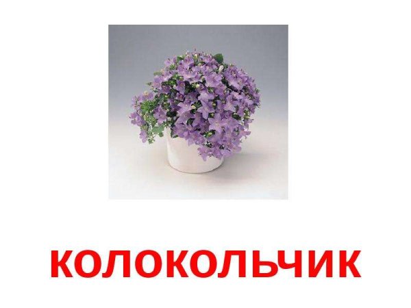 Комнатные растения названия