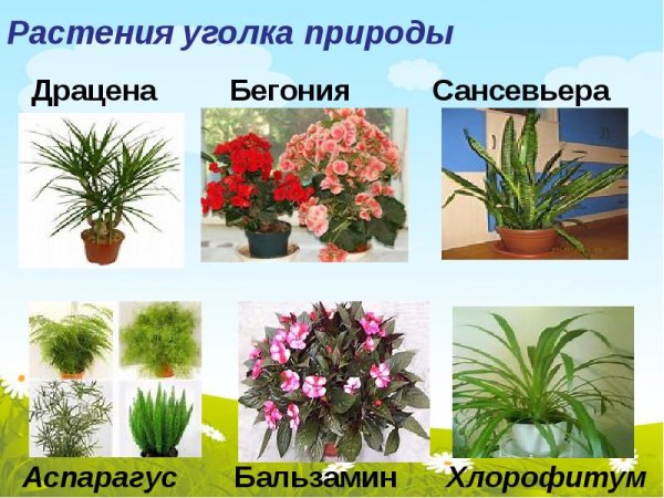 Культурные комнатные растения