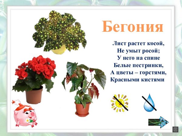Комнатные растения с подписями для детей