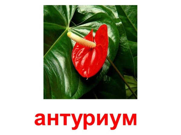 Герань бегония фиалка