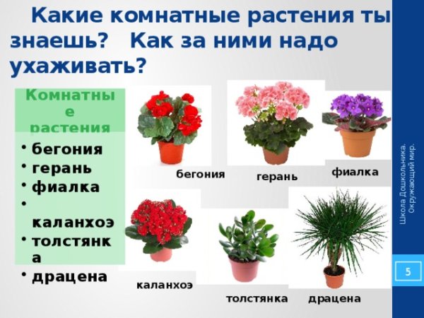 Колеус, фикус, фиалка, хлорофитум