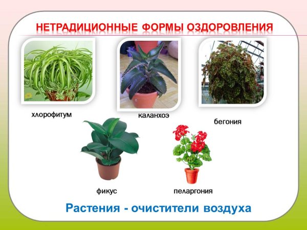 Комнатные растения для детей