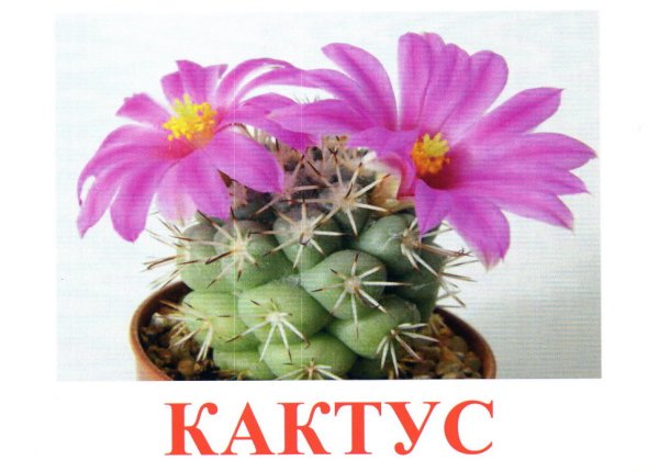 Картотека комнатных растений