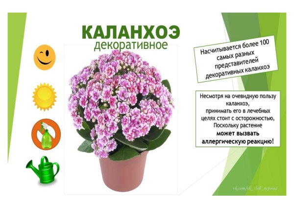 Комнатные растения герань Кактус фиалка