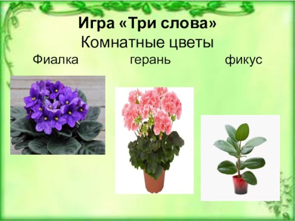 Зигокактус Родина растения