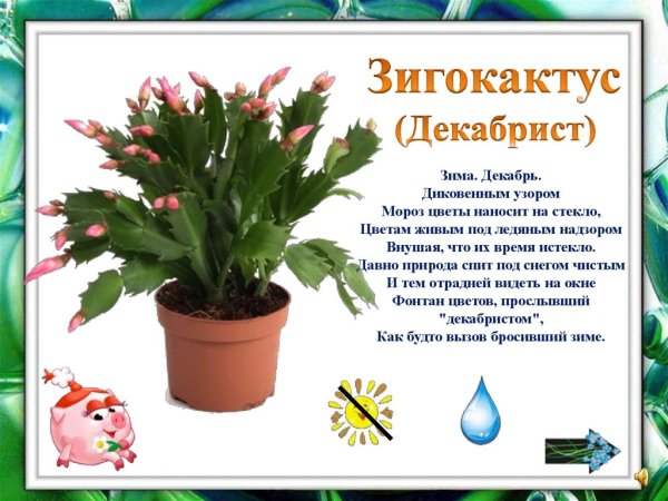 Комнатные цветы карточки