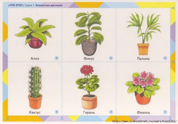 Популярные комнатные растения - Фото интерьеров