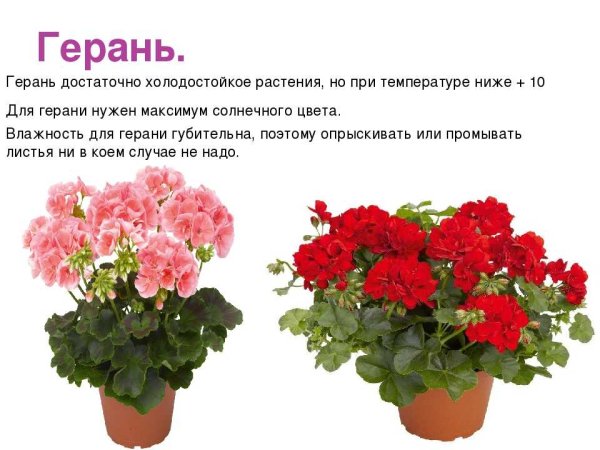 Комнатные цветы дидактический материал