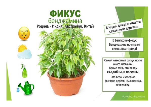 Полезные комнатные растения для детей