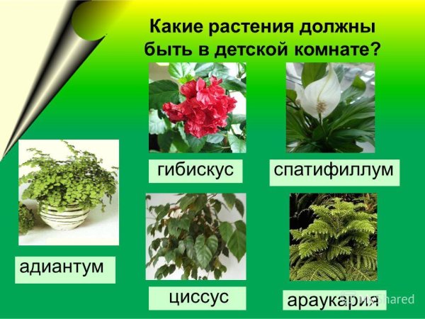 Названия комнатных цветов с картинками