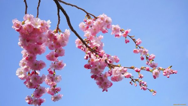 Дальневосточная вишня Сакура