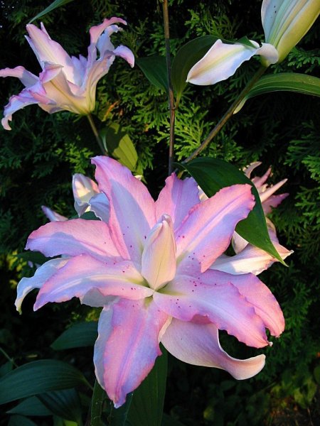 Лилия Хуана Roselily