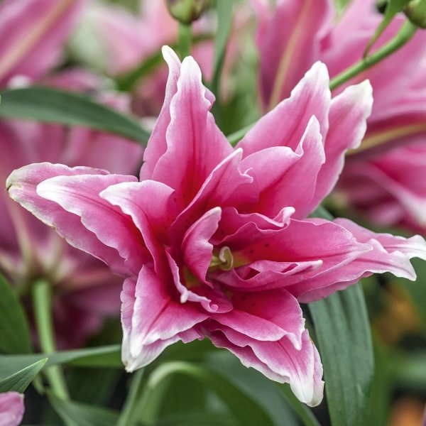 Лилия Roselily Талита
